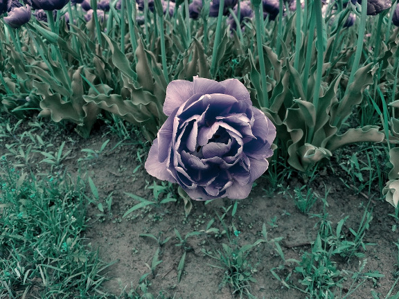 XYZ_image